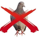 The Pigeon Xperts - Home Repair & Maintenance