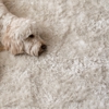 Auri’s Cleaning Services gallery