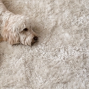 Auri’s Cleaning Services - Carpet & Rug Cleaning Equipment & Supplies