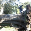 Bodurtha Tree Service gallery