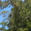 Duce Tree Service Inc gallery