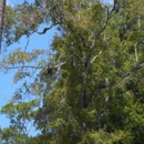 Duce Tree Service Inc - Tree Service
