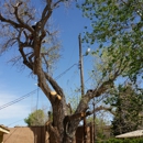 B&G Tree Trimming - Tree Service