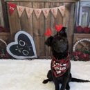 Playtime Pet Resort - Pet Services