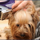 Lil Darlins Grooming - Pet Grooming