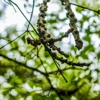 Van's Tree Service gallery