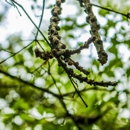 Van's Tree Service - Tree Service