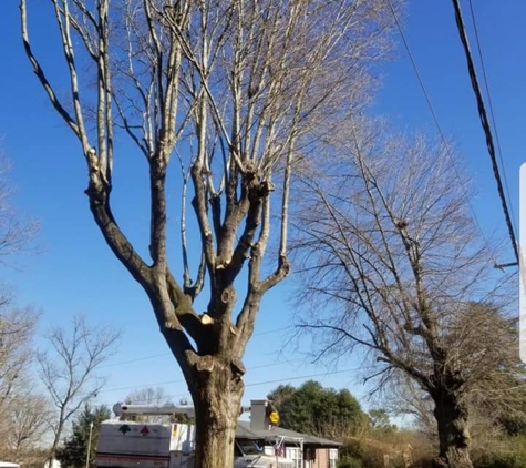 Dalton's Tree Service - Hickory, NC. This is one of our trim jobs.