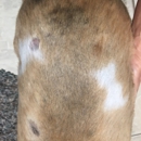 Southfork Animal Clinic - Veterinary Clinics & Hospitals