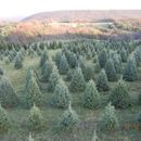 Brush Creek Evergreens - Christmas Trees