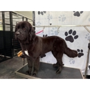Happy Paws Inn - Hostels