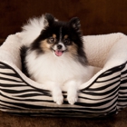 J'adore Custom Pet Beds