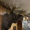 Moose Lodge gallery