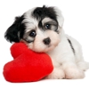 The Puppy Store Las Vegas gallery