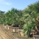 Big Tex Trees Nurseries