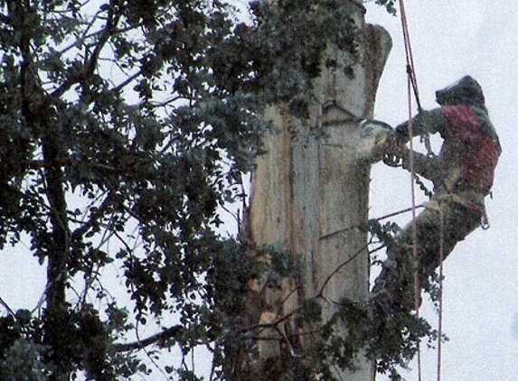 Action Tree Specialists - Kingsbury, VIC