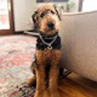 Transition Dog Training