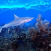 Shark Boat John's Pass gallery