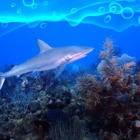 Shark Boat John's Pass