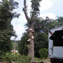 Action Tree Service - Tree Service