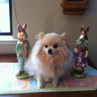 Petco Dog Training