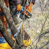 Forrest Tree Surgeon gallery