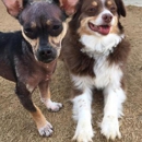 Fur Babies Pet Resort - Pet Specialty Services