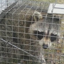 Connecticut Wildlife Control - Amusement Places & Arcades