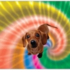 Groovy Dogs Pet Care gallery