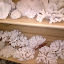 Sea Shell Shop - Gift Shops