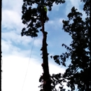 J & M Tree Service - Tree Service