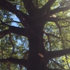 Artmire's Urban Forestry gallery
