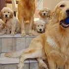 Happy Golden Retriever Puppies