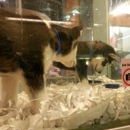 Four Paws & A Tail - Pet Stores