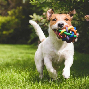 Mindful Pet Care - Beaconsfield, NSW