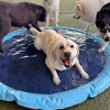 Olde Towne Pet Resort gallery
