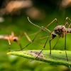 Penoza Pest Control gallery