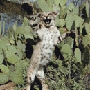 Tucson Taxidermy - Taxidermists