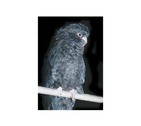 Bird City - Preston, VIC