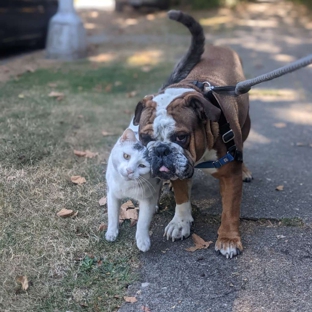 Trails and Tails Dog Walking - Seattle, WA. Best buds