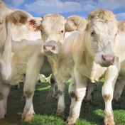 Gallery Image Number 3