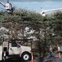 Evergreen Tree Service