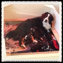Alta Grooming & Pets - Pet Grooming