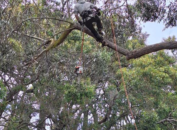 Cape Tree Service Mount Barker, Porongurup and Kendenup - Mount Barker, WA