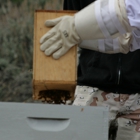Bee Excellent