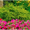 RE-Vitalize Yard & Home Services gallery
