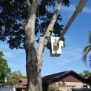 Certified Tree Specialist - Arborists