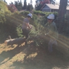 Saunders Tree Service LLC gallery