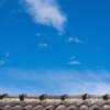 Burrus Roofing Inc gallery