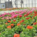 Mioux Florist & Greenhouse - Florists
